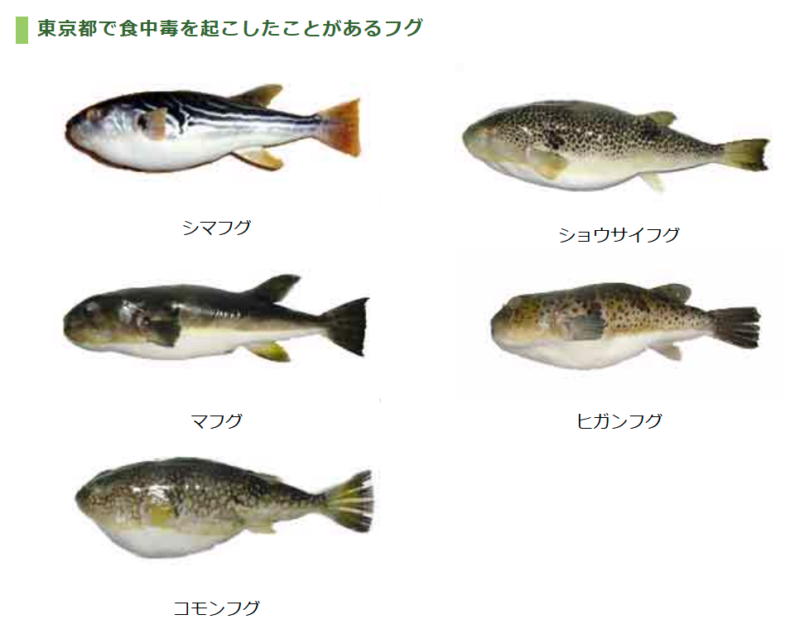 東京都で食中毒を起こしたことがあるフグ