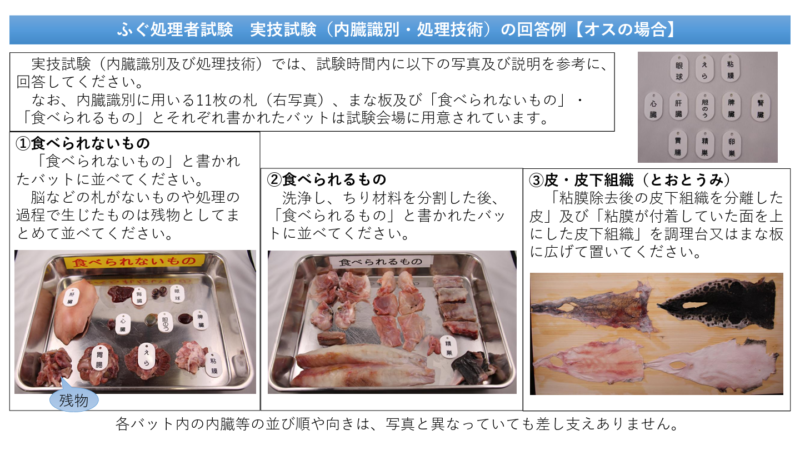 ふぐ処理者試験 実技試験（内臓識別・処理技術）の回答例【オスの場合】